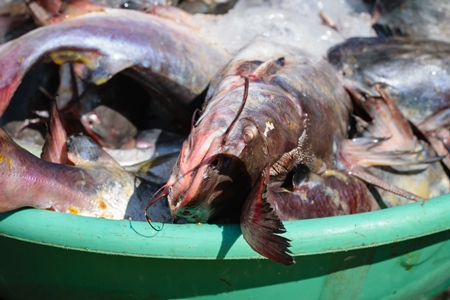 Fish in a bucket on sale at a fish market at Sassoon Docks
