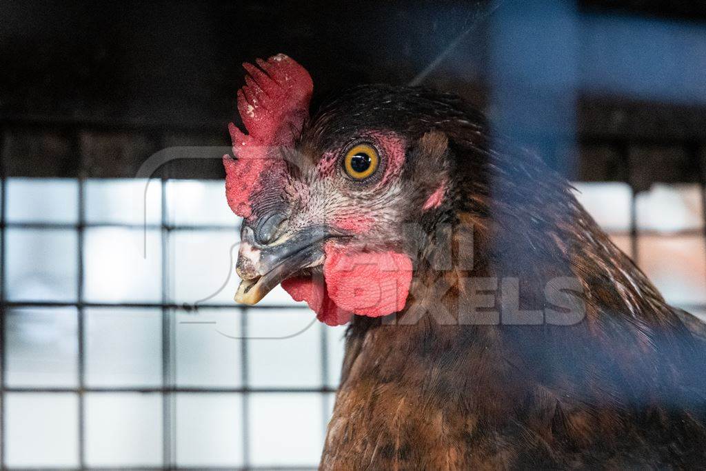Debeaked hen or chicken looking through bars of cage at meat market