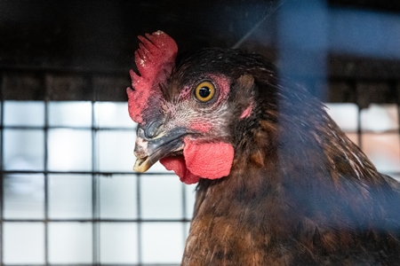 Debeaked hen or chicken looking through bars of cage at meat market