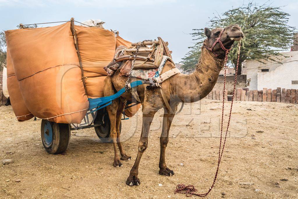 Working camel overloaded with large orange load on cart in Bikaner in Rajasthan
