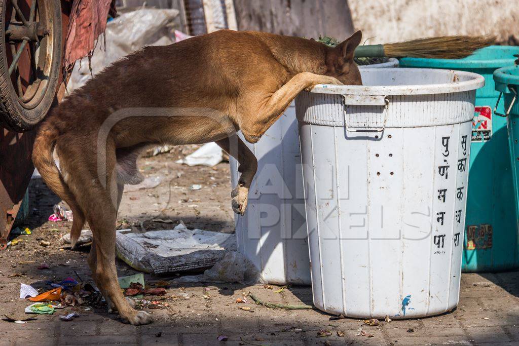 Stray street dogs on road eating from garbage or rubbish