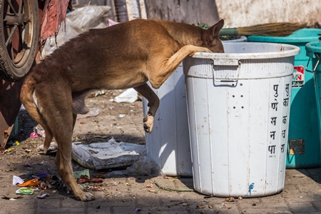 Stray street dogs on road eating from garbage or rubbish