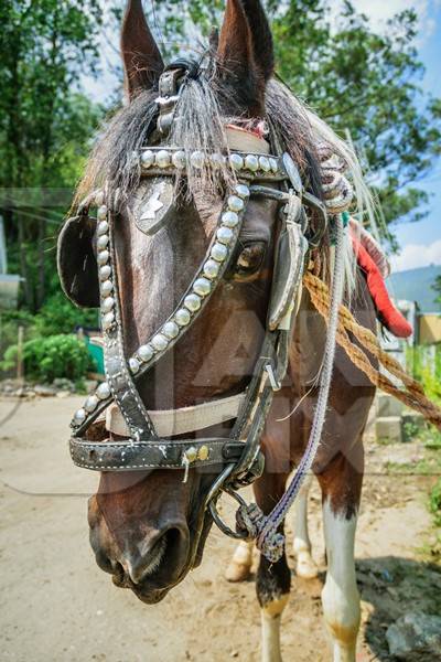 Close up of head of brown horse in bridle or harness tied up waiting for tourist rides