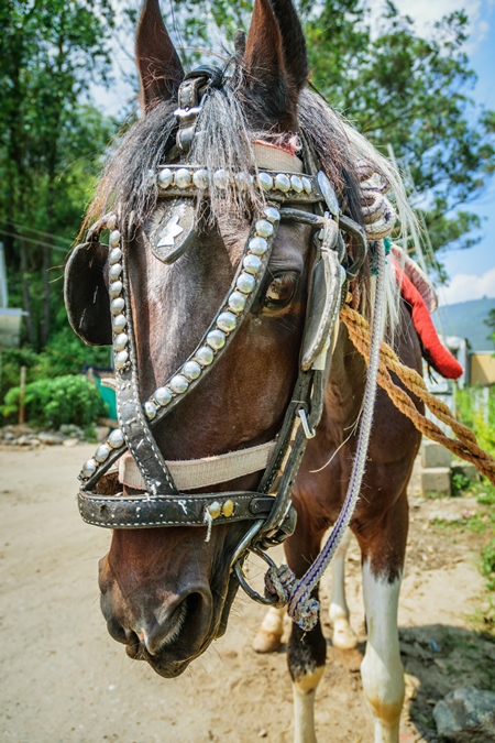 Close up of head of brown horse in bridle or harness tied up waiting for tourist rides