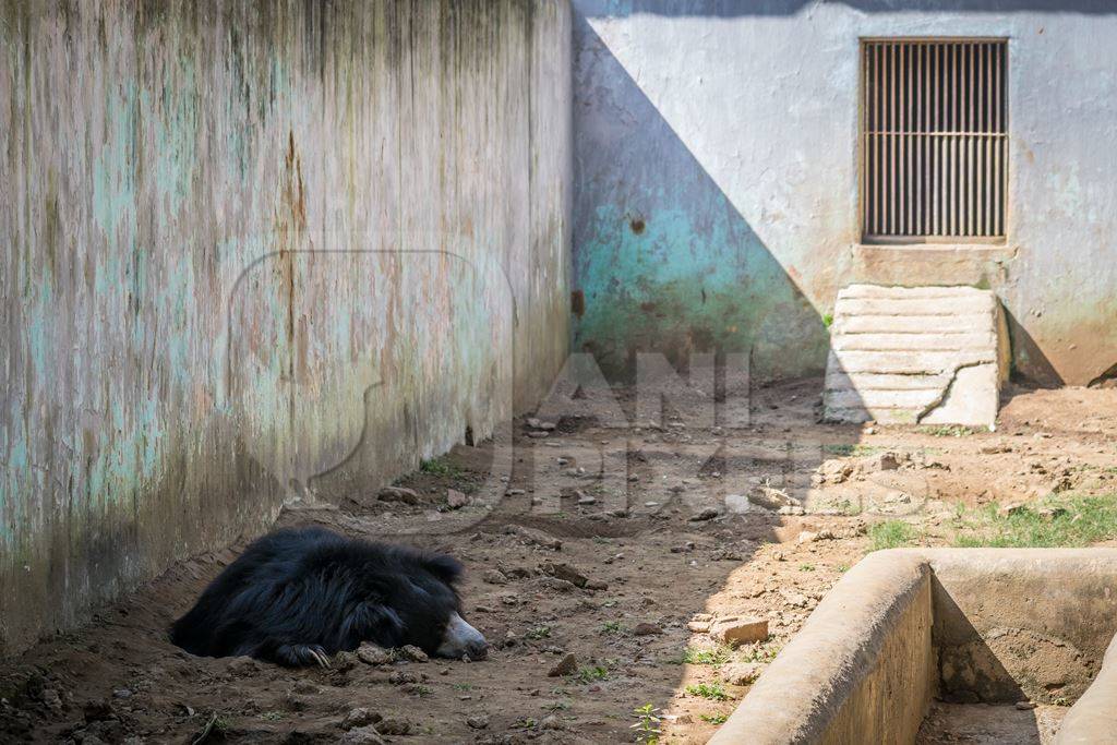 Captive bored sloth bear lying in a barren enclosure at Patna zoo in Bihar