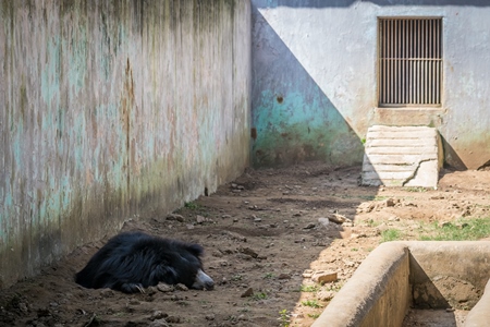 Captive bored sloth bear lying in a barren enclosure at Patna zoo in Bihar