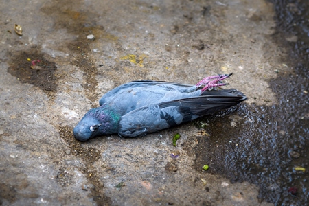 Dead pigeon on the ground in an urban city, India, 2022
