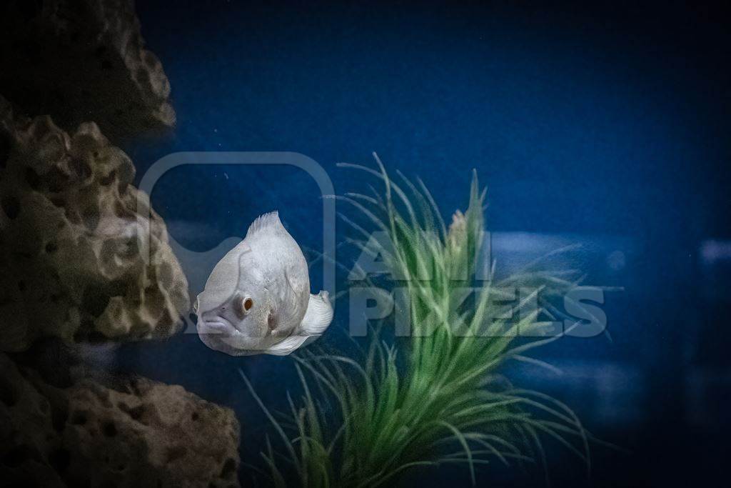 Fish kept in aquarium tank at Dolphin aquarium mini zoo in Mumbai, India, 2019