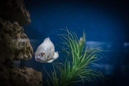 Fish kept in aquarium tank at Dolphin aquarium mini zoo in Mumbai, India, 2019