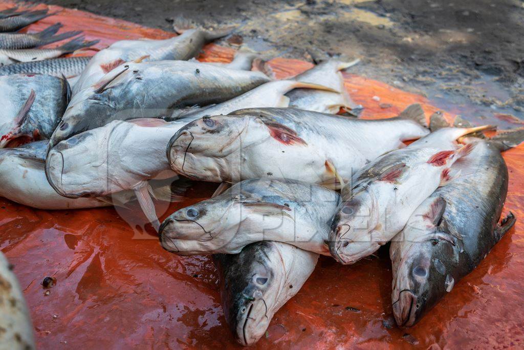 Fish laid out on the ground for sale at a fish market in Bihar