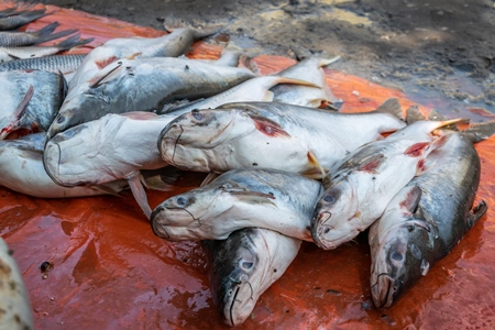 Fish laid out on the ground for sale at a fish market in Bihar