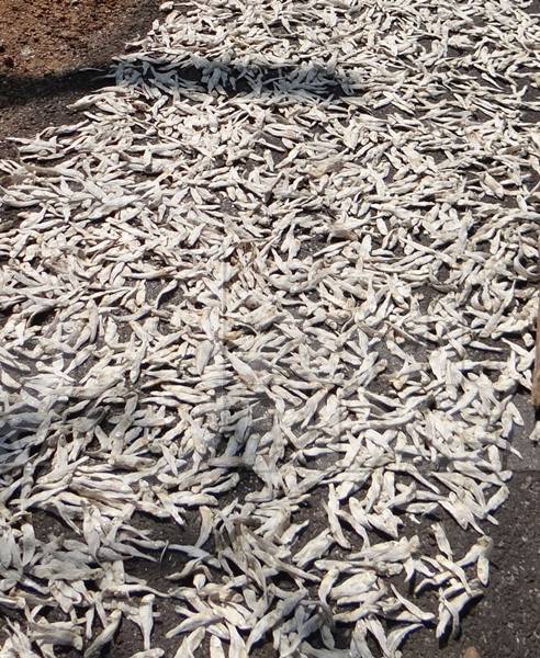 Many dead white fish drying in the sun