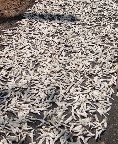 Many dead white fish drying in the sun