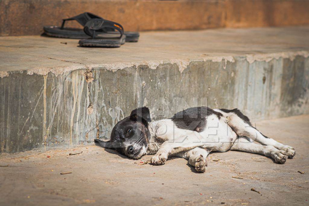 Indian street puppy dog or Indian stray pariah puppy dog sleeping on street, Jodhpur, Rajasthan, India, 2022