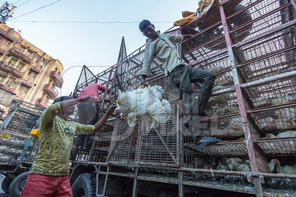 Broiler chickens raised for meat being unloaded from transport trucks near Crawford meat market in Mumbai