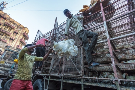 Broiler chickens raised for meat being unloaded from transport trucks near Crawford meat market in Mumbai