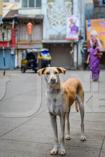 Indian stray or street pariah dog on road in urban city of Pune, Maharashtra, India, 2021