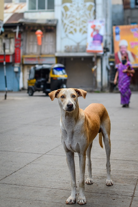 Indian stray or street pariah dog on road in urban city of Pune, Maharashtra, India, 2021