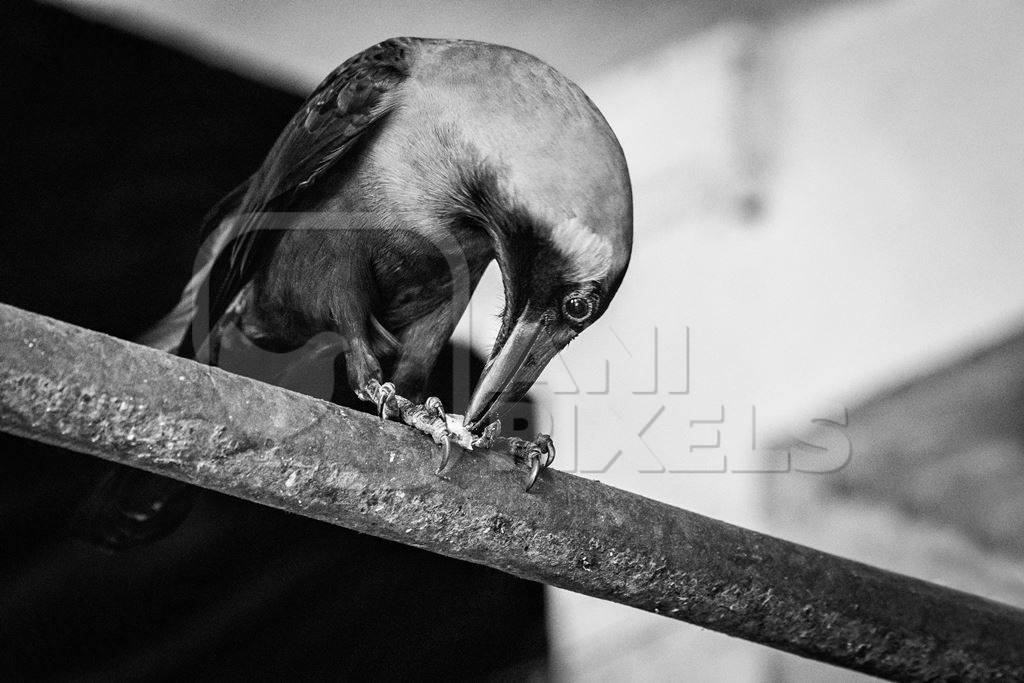 Crow sitting on bar at Crawford meat market in black and white