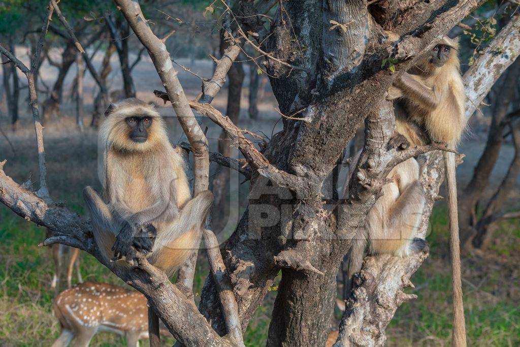 Indian gray or hanuman langur monkeys in the wild in Rajasthan in India