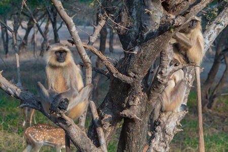 Indian gray or hanuman langur monkeys in the wild in Rajasthan in India