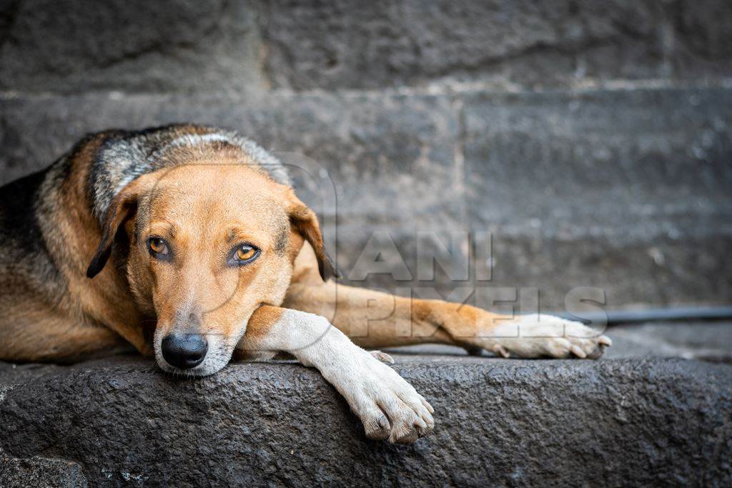 Street dog lying on wall of old building with grey background