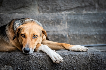 Street dog lying on wall of old building with grey background
