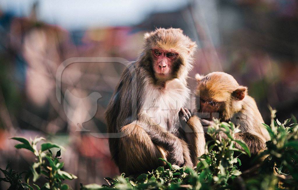 Two macaque monkeys with plants