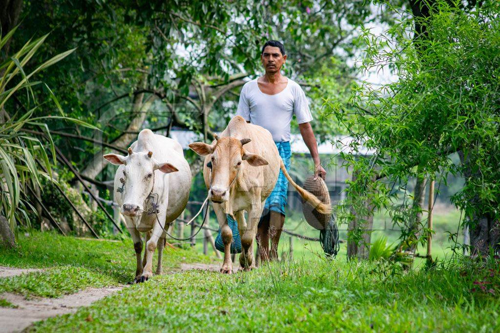 Two working bullocks in harness pulling plough through field with farmer