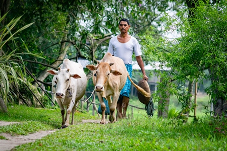 Two working bullocks in harness pulling plough through field with farmer