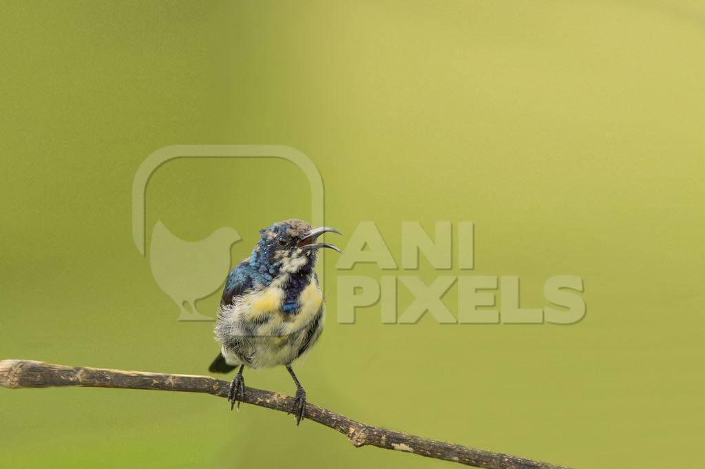 Purple sunbird on a branch with green background