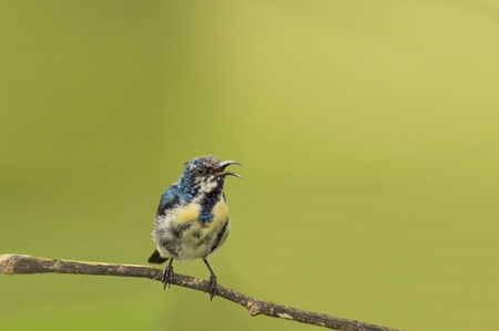 Purple sunbird on a branch with green background