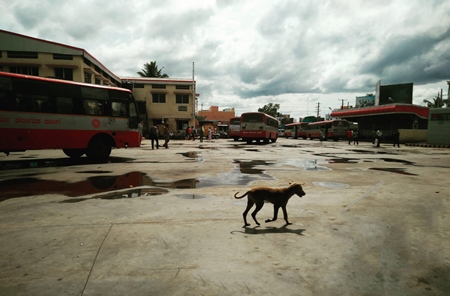 Street dog running in bus station