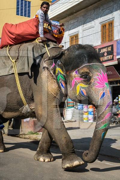 Painted elephant used for entertainment tourist ride walking on street in Ajmer