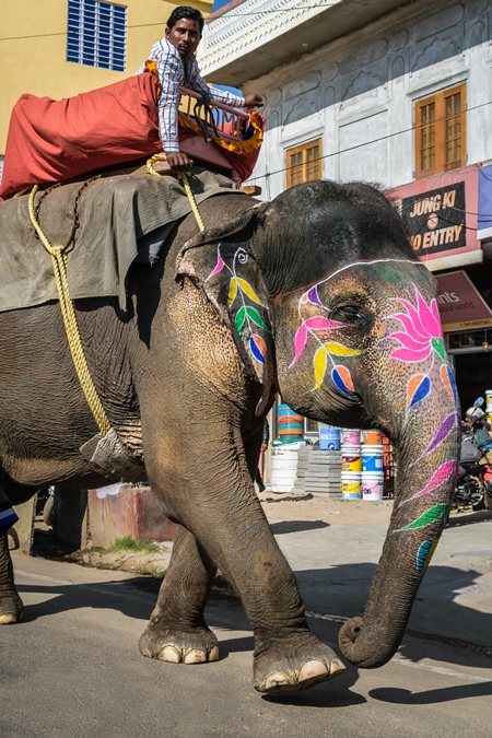 Painted elephant used for entertainment tourist ride walking on street in Ajmer