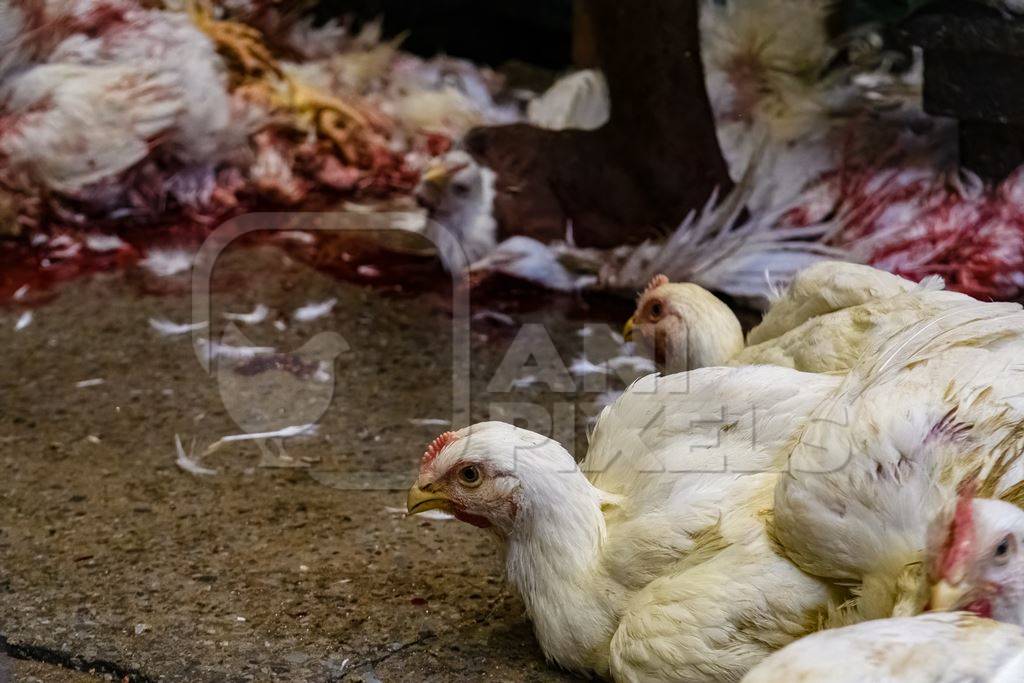 Slaughter workers killing chickens by cutting their throats with knives, at the chicken meat market inside New Market, Kolkata, India, 2022