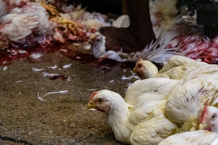 Slaughter workers killing chickens by cutting their throats with knives, at the chicken meat market inside New Market, Kolkata, India, 2022