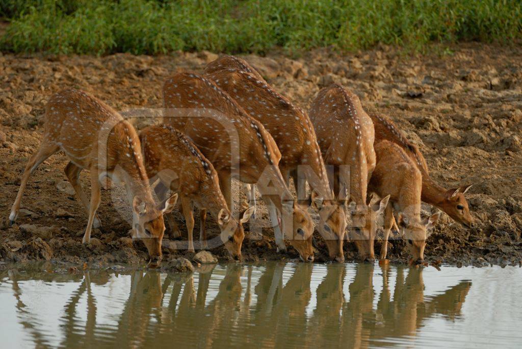 A herd of chital deer drinking from water