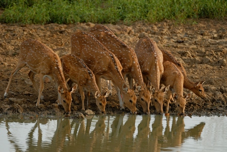 A herd of chital deer drinking from water