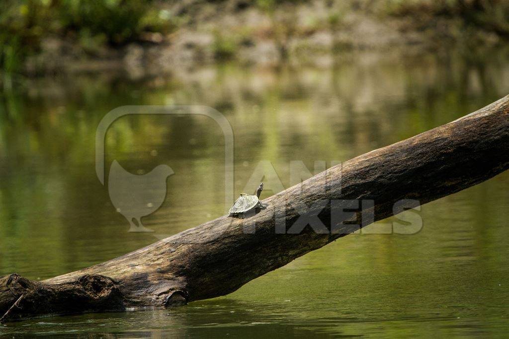 Turtle sitting on a log above a river