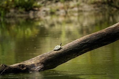 Turtle sitting on a log above a river