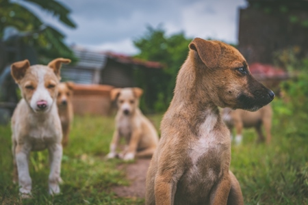 Cute stray puppies playing in a field