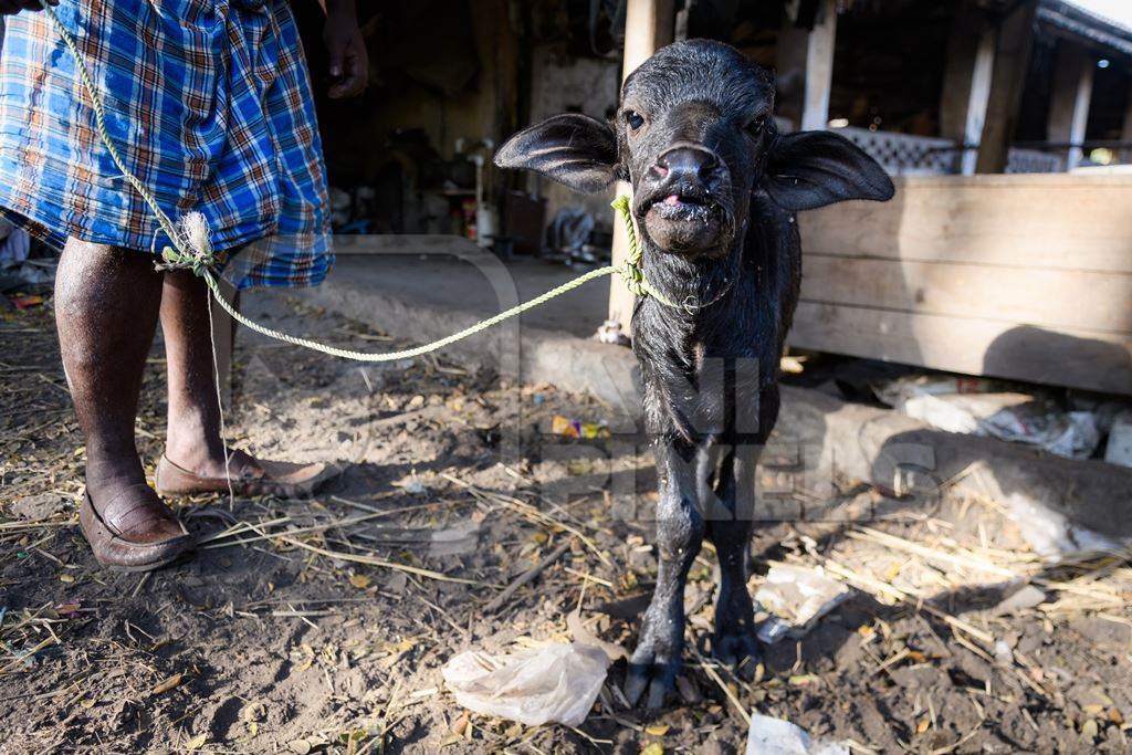 Farm worker with newborn baby Indian buffalo calf on a rope on an urban dairy farm or tabela, Aarey milk colony, Mumbai, India, 2023