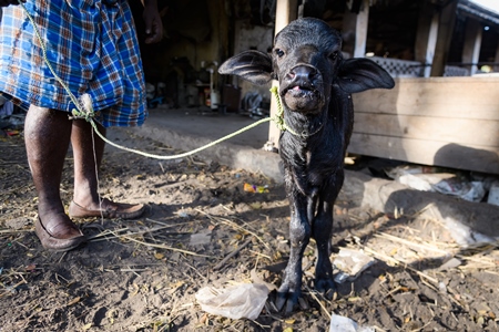 Farm worker with newborn baby Indian buffalo calf on a rope on an urban dairy farm or tabela, Aarey milk colony, Mumbai, India, 2023