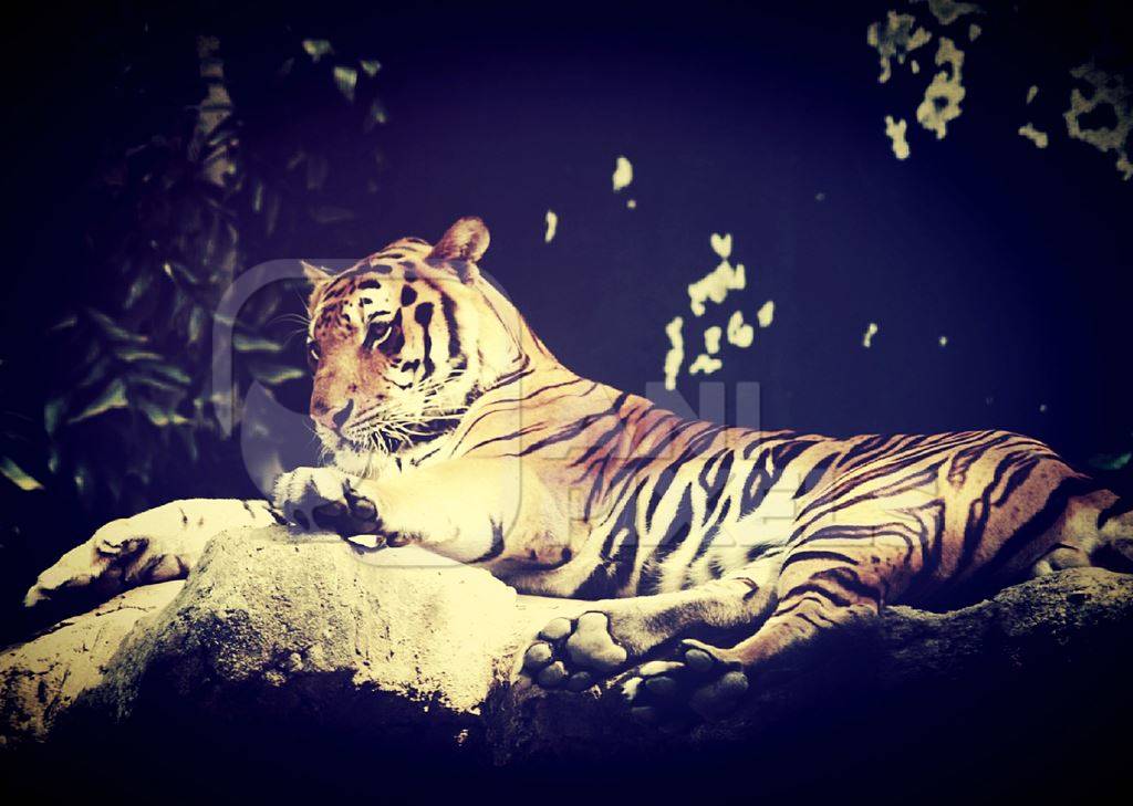 Bengal tiger lying down with dark background