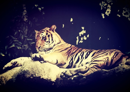 Bengal tiger lying down with dark background