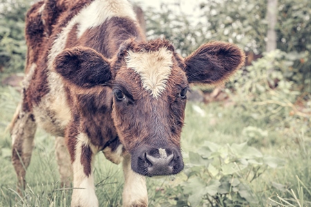 Brown and white cows in a green field in a dairy