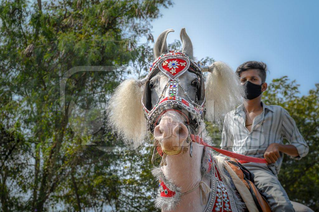 decorated white horse used as Indian wedding horse for baraat, India