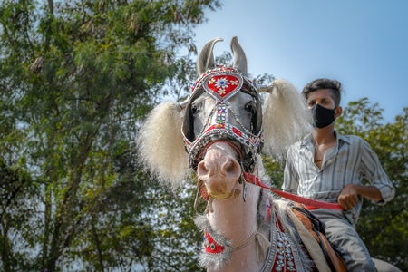 decorated white horse used as Indian wedding horse for baraat, India