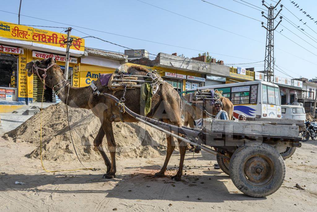 Working Indian camel with cart used to transport sand in the construction industry, Jaipur, India, 2022
